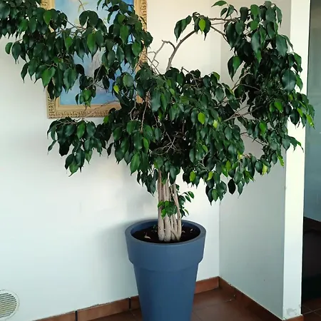 El Balcon De Rias Baixas 칸가스데모라조